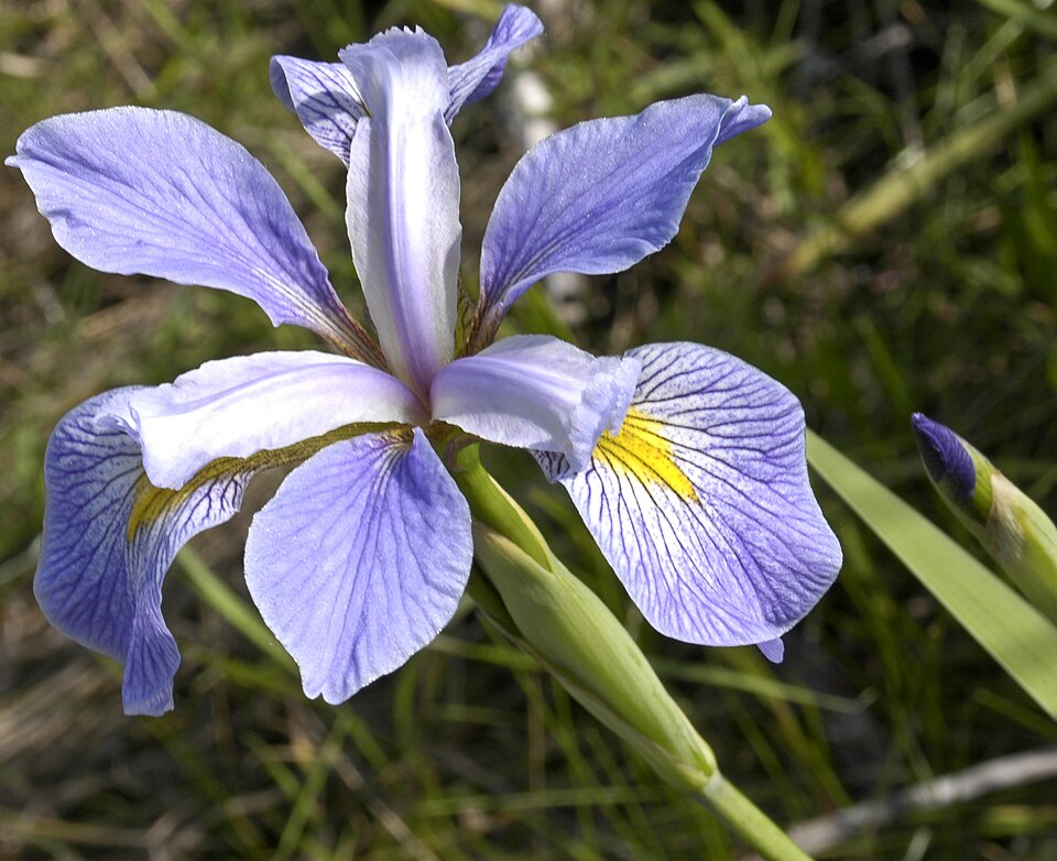 Iris setosa